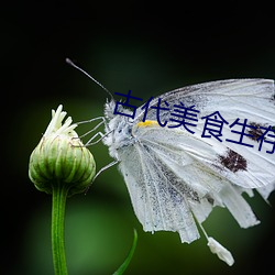 古(gǔ)代美食生(shēng)存手(shǒu)札