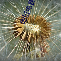 附近免费找对象平台(tái)