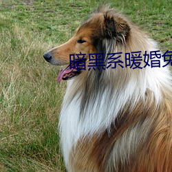 暗黑系暖婚免费阅读