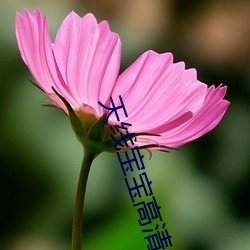 天(tiān)线(xiàn)宝(bǎo)宝(bǎo)高清