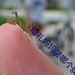 婚(hūn)礼妈妈装哪个牌子好