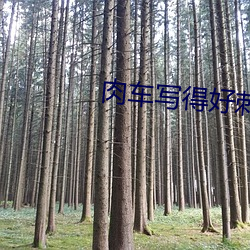 肉车写得(dé)好刺激的小说日本