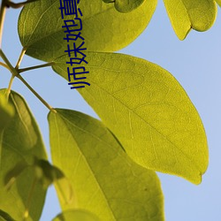 師妹她真不是海王