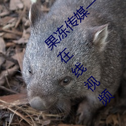 果冻传(chuán)媒一卡2卡(kǎ)3卡(kǎ)4卡(kǎ):果冻传媒(méi)和天美传媒在线视频