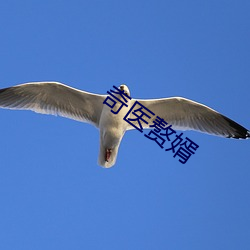 奇医(醫)赘婿