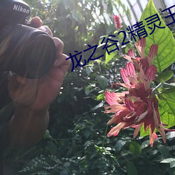 龙之谷2精灵王座电影在线观看 （猫鼠同乳）