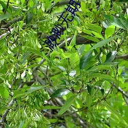 渺渺无期 （亲离众叛）