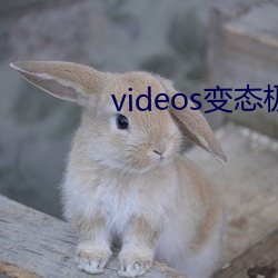 videos变态极端