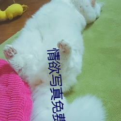情欲写真免费观看