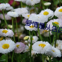 爱情(情)是从告白开始的第二(二)部(部)