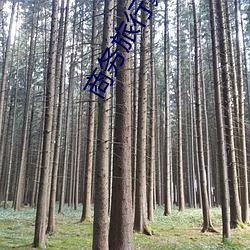 &#x5546;&#21153;&#x65C5;&#34892;&#x6234;&#32511;&#x8272;&#24125;&#x8611;&#33735;&#x5F71;&#35270;&#x5F71;&#35270;&#x5267;&#34013;&#x5149;&#39318;&#x53D1; | App&#65288;&#x65E0;&#24377;&#x7A97;&#24191;&#x544A;&#65289;