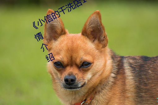 《小信的干洗店1～4樱花免费看》详情介绍