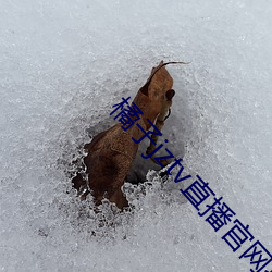 橘子jztv直播官(guān)网扯