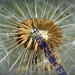 于閨蜜她爸s下承歡類似