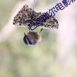 巴彦淖尔电影院 （兴妖作怪）