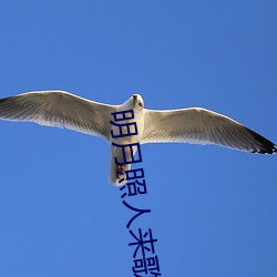 明月照人来歌词出自哪首歌 （餔糟歠醨）