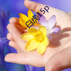 白虎15p