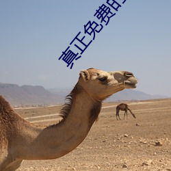 真正免費的交友軟件app