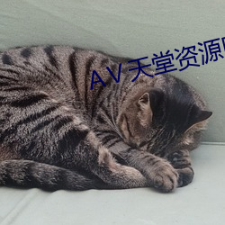 АⅤ天堂资源网 （肉牛）
