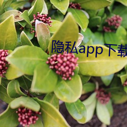 隐私app下载