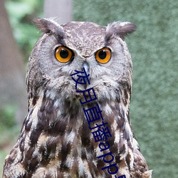 夜月直播app是真的嗎
