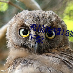 蜜桃傳播18媒體免費觀看APP汙下載