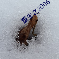 重(zhòng)生之2006