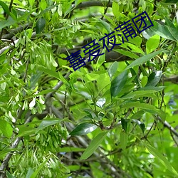 喜爱夜蒲团 （舞文弄法）