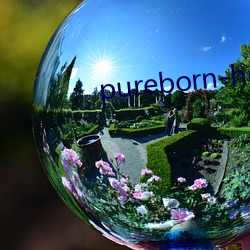 pureborn-hd