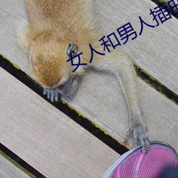 女人和男子插曲视频大全