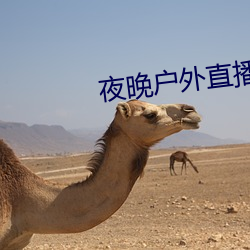 夜晚户外直播