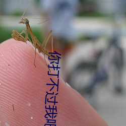 你打不(bù)过我吧