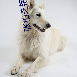 张柏芝艳阳门无删照片观看