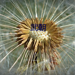 武朝 （营私植党）