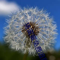 猪蜜蜜(蜜)免费追剧(劇)大(大)全在线观(觀)
