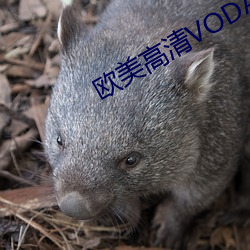 欧美高清VODAFONE