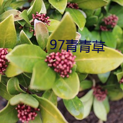 97青青草