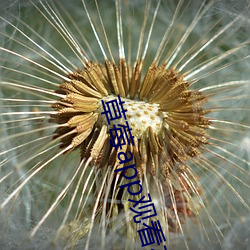 草莓app观看在(zài)线