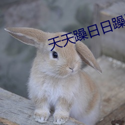 天(天)天躁日(日)日躁狠狠躁(躁)aV
