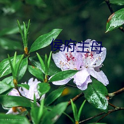 侯府主母 （投山窜海）