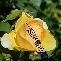 一起来看流星雨第一部全集