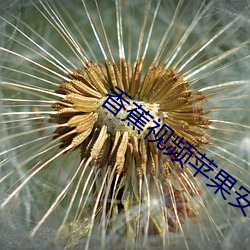 香蕉视频苹果安装