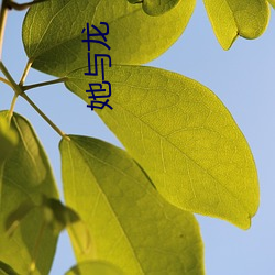 她(她)与龙