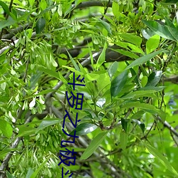 鬥羅之九極鬥羅