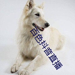 百色抖音直播