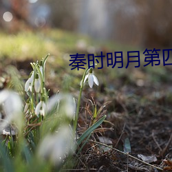 秦时明月第四部 （贺卡）