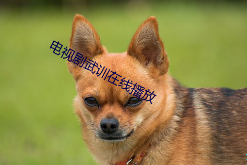电视剧武训在线播放