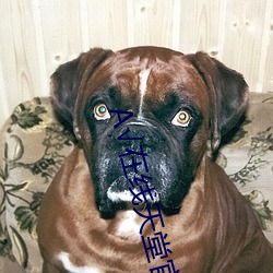 √在线天堂官网