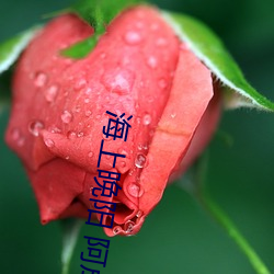 海上(shàng)晚阳 阿成(chéng)