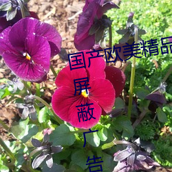 国产欧(ōu)美精(jīng)品区一区(qū)二区三区支持(chí)屏蔽广告(gào)